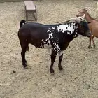 تيس فحل اوشح سلاله أصيله