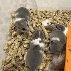 متوفر صاغر السنجاب القزم