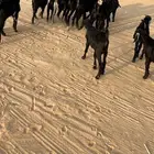 غنم تيوس عوارض العدد 9 للبيع الموقع الخرج