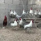 ديوك فاخره للبيع