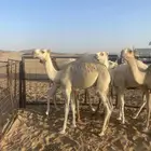 قعدان قصب طيبه على حليب أمهاتها