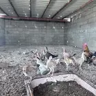 صيصان العمر أربع شهور الموقع الجمش