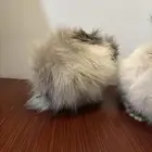 ارانب لتبني