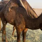 قعود سمين فلل