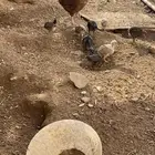 دجاجتين بفروخها