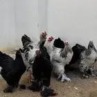 دجاج براهما بشاير 4 شهور