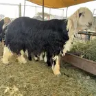 فحل نجدي تو اثنئ للبيع