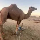 جمل احمر