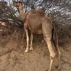 ناقه جنبه قريب تلد ا