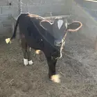 نجران حي تصلال