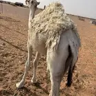 قعود للبيع