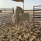 عنز ثنيه وجفرتين