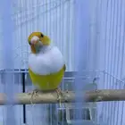 قولدن فنش