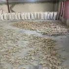 خبز ناشف للغنم شرط
