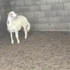حري