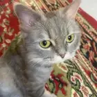 قطوه مفقوده بحي المصيف ماله إلا ساعتين طلعه