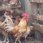 دجاج بلدي