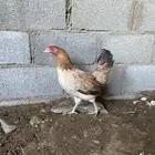 دجاج بلدي للبيع