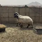 ضان نعيم