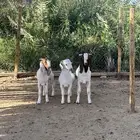 تبوس