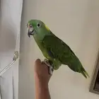 أمازوني يلوناب متكلم وسورة الإخلاص