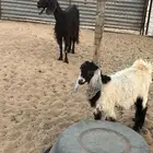 عنز وتيس