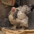 دجاج براهما كلومبي