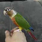 كنيور يلو سايد
