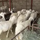 20 ضان دفع شرط ومقاريب