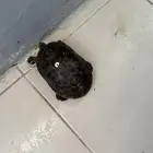 سلحفاة للبيع