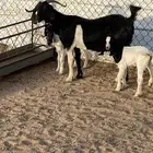 عنز عليها اثنين تيوس