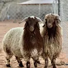 طليان نعيم فواخر للبيع