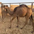 بكره طيبه للبيع