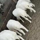 للبيع طليان كلها انظاف واسمان شرح وشعره