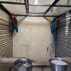 جوز مكاو حجم جامبو