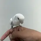روز اليف جدا  لونه نادر