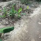المخواه