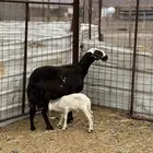 نعجه والد روم وديوس سليمه