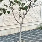 شجر