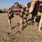 قعود لقي ولد الحصان