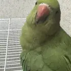 ببغاء درة للبيع
