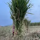 قصب للبيع جملة وقطاعي