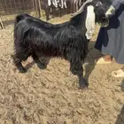 لبيع فحل عارضي