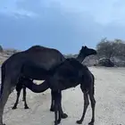 للبيع حاشي على حليب امه