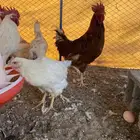 دجاج فرنسي و لوهمان