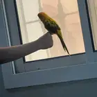 صن كنيور اليف جدا