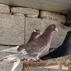 حمام قطيفي حمر