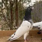 جوز تيدي للبيع