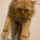 قطط تبني