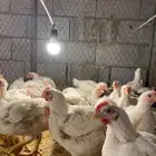 دجاج لاحم